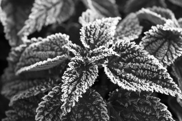 Close-up of frost Black & White - 394449585