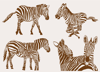 Vector set of zebras, sepia background,illustration