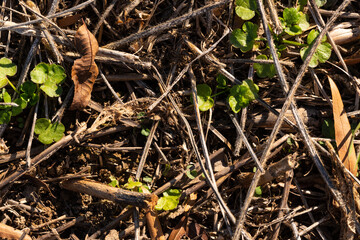 Agricultural soil background texture close-up after the harvest with visible plant reuse and fertile soil.