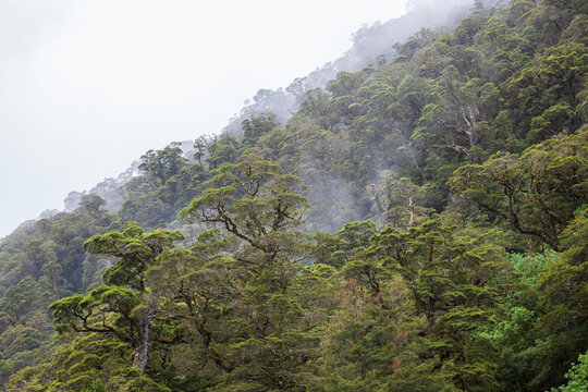 Fototapeta Foggy forest, New Zealand