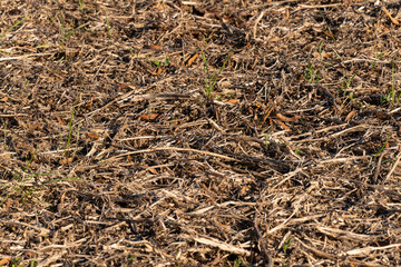 Agricultural soil background texture close-up after the harvest with visible plant reuse and fertile soil.