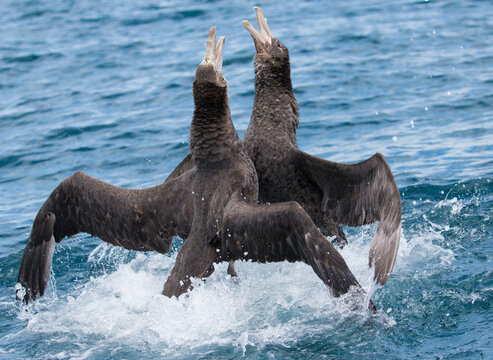 Sea birds, New Zealand