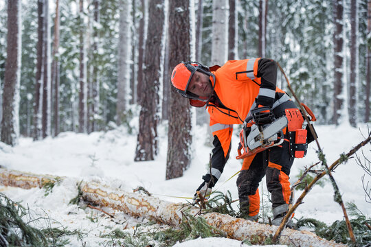 Lumberjack at work, Sweden