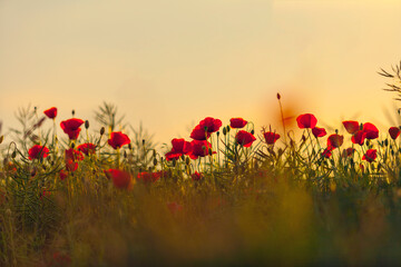 Poppies at sunset - 394450903