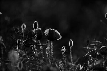 Poppy in the field at dawn  Black & White - 394451959