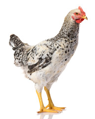 one gray rooster isolated on white background, studio shoot