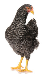 one black chicken isolated on white background, studio shoot