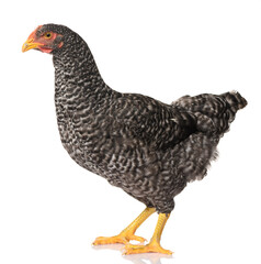 one black chicken isolated on white background, studio shoot