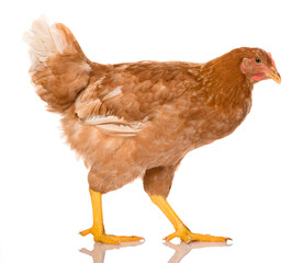 one brown walking chicken isolated on white background, studio shoot