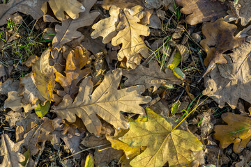 Background from old, autumnal, fallen leaves lying on the ground