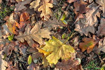 Background from old, autumnal, fallen leaves lying on the ground