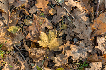 Background from old, autumnal, fallen leaves lying on the ground