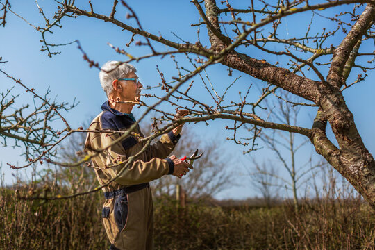 Man pruning tree, Denmark