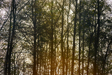 Fototapeta premium Silhoutte of the canopy of deciduous trees in a field in wetland under a cloudy sky in sunlight in autumn, Almere, Flevoland, The Netherlands, November 22, 2020
