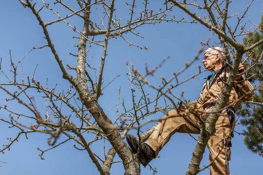 Man pruning tree, Denmark