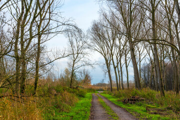 Trees in autumn colors in a forest wetland under a cloudy sky in sunlight at fall, Almere, Flevoland, The Netherlands, November 22, 2020