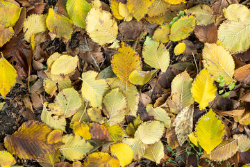 Background from old, autumnal, fallen leaves lying on the ground