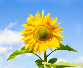 Fototapeta premium Sunflower. Blooming sunflowers on a background blue sky.