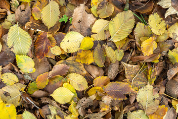 Background from old, autumnal, fallen leaves lying on the ground