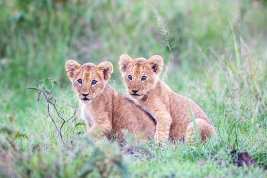 Lion cubs together, Kenya