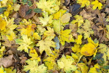 Background from old, autumnal, fallen leaves lying on the ground
