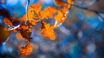 closeup red dry oak leaves on a tree branch, autumn natural background