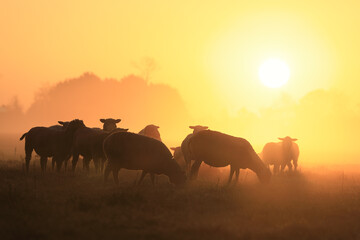 Fototapeta na wymiar sheep grazing at sunrise in mist