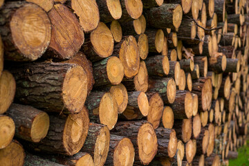 Pine timber, ready for transport from forest