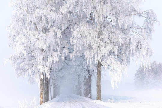 Winter trees along road, Sweden