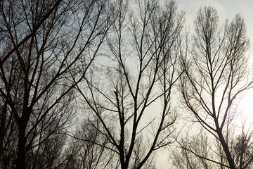 Silhoutte of the canopy of deciduous trees in a field in wetland under a cloudy sky in sunlight in autumn, Almere, Flevoland, The Netherlands, November 22, 2020