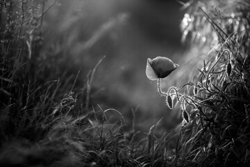 Poppy in the field at dawn  Black & White - 394453937