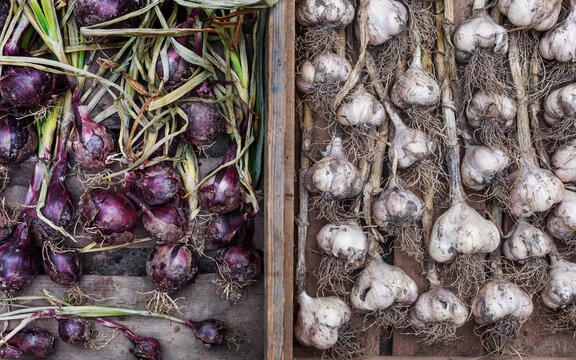 Garlic bulbs and red onions, Denmark