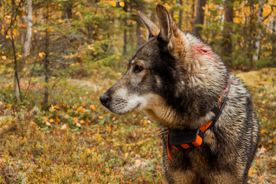 Dog in forest, Sweden