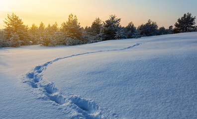 Fototapeta na wymiar wide snowbound forest glade with human track at the sunset, winter outdoor background