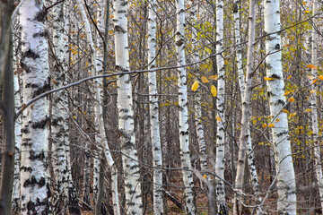 Fototapeta premium Abstract forest tree nature texture