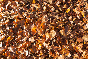 Soil covered with tree leaves in autumn