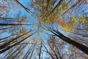 Trees from the ground with the sky in the background