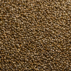 Whole hemp seeds. Square shaped background and surface with raw fruits of Cannabis sativa. High in complete protein and great source of iron. Backdrop. Macro, food photo, top view, from above.