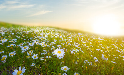 green prairie with camomile flowers in a light of sun, natural background