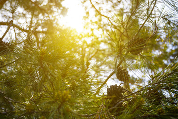 sparkle sun push throug pine tree branches, outdoor natural background