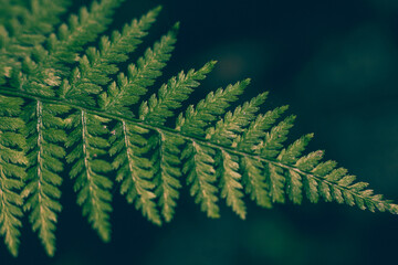 Ferns in the forest. Beautiful background of ferns green foliage leaves. - 394456316
