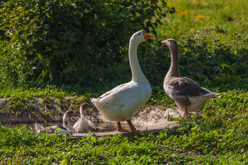 white geese walk in the backyard of a farm in the village on a summer sunny day - 394456774