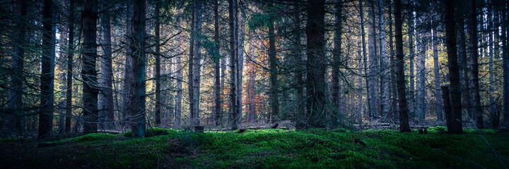 autumn in the forest