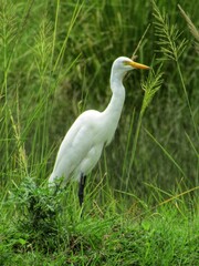 great egret