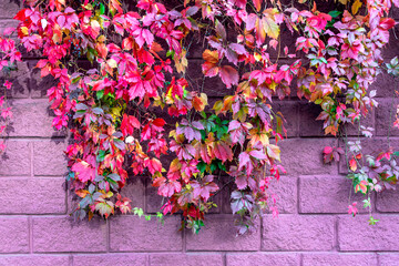 Fototapeta na wymiar Colourful foliage of decorative grapes on the pink stone wall, close up. Multi coloured fall background.