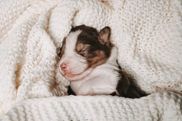 Australian Shepherd Welpe schläft auf Wolldecke Boho
