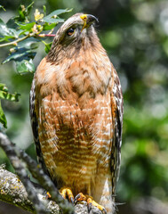 Red Tailed Hawk