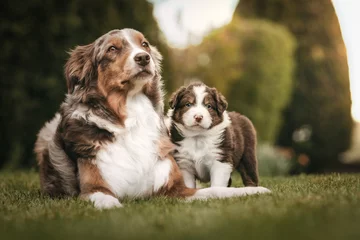 Australian Shepherd Mama und Welpe im Garten © Patrick Altrogge