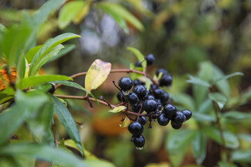 Wet black berries on a Bush on a green natural background. Drops of dew on the berries.