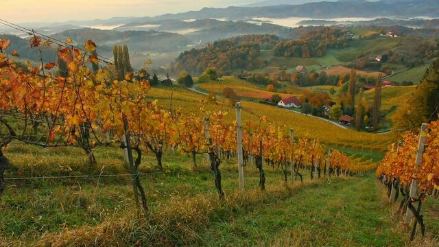 Autumn at South Styria vineyards, known as Austrian Tuscany, a charming region on the border between Austria and Slovenia with rolling hills, picturesque villages and wine taverns, at sunrise.